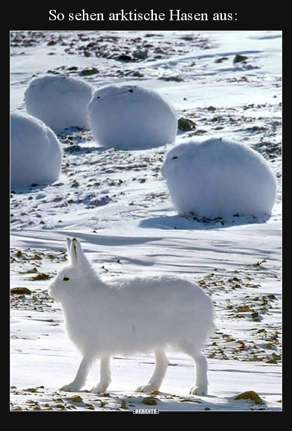 So sehen arktische Hasen aus.. - Lustige Bilder | DEBESTE.de