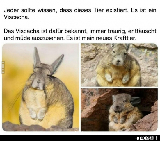 Jeder sollte wissen, dass dieses Tier existiert.. - Lustige Bilder | DEBESTE.de