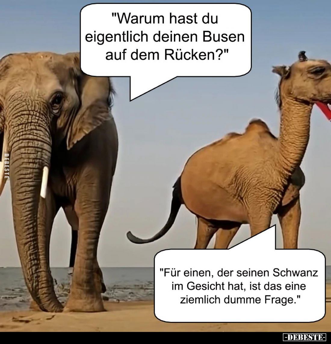 "Warum hast du eigentlich deinen Busen auf dem Rücken?" -
"Für einen, der seinen Schwanz im Gesicht hat, ist ...