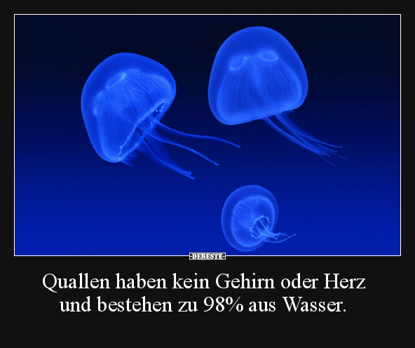 Quallen haben kein Gehirn oder Herz.. - Lustige Bilder | DEBESTE.de