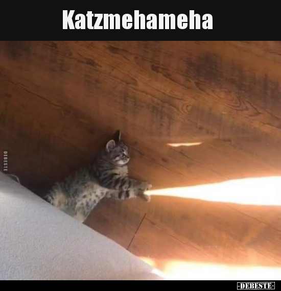 Katzmehameha..