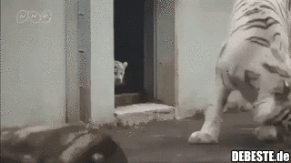  - Lustige Bilder | DEBESTE.de