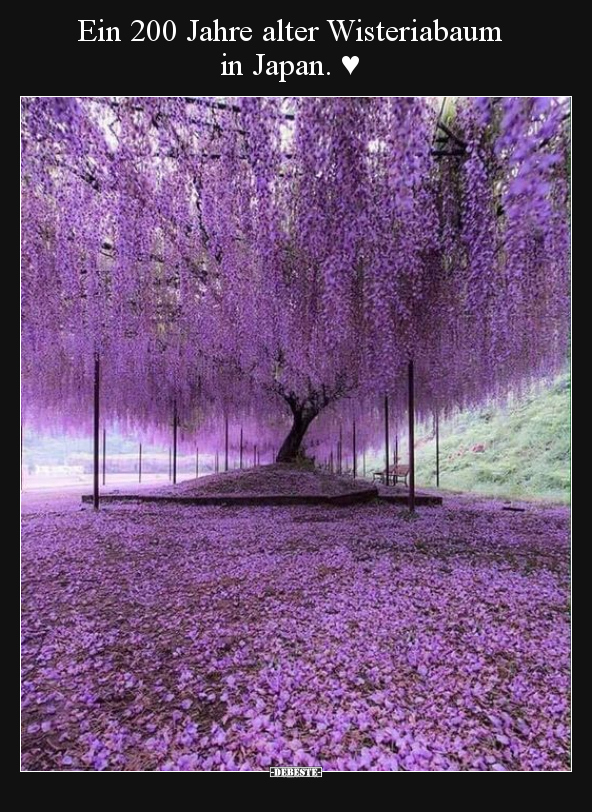 Ein 200 Jahre alter Wisteriabaum in Japan. ♥ - Lustige Bilder | DEBESTE.de