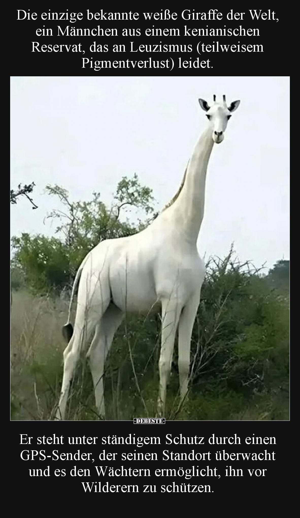 Die einzige bekannte weiße Giraffe der Welt, ein Männchen aus einem kenianischen Reservat, das an Leuzismus (teilweisem Pigme...