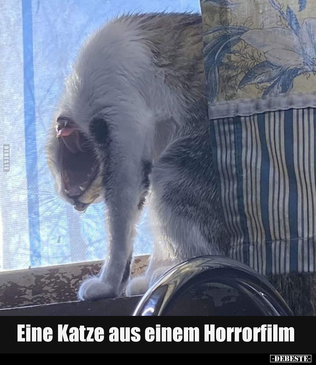Eine Katze aus einem Horrorfilm