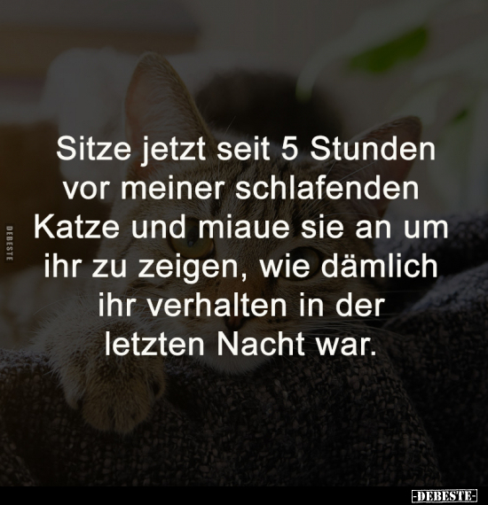 Katze, Zeigen, Nacht