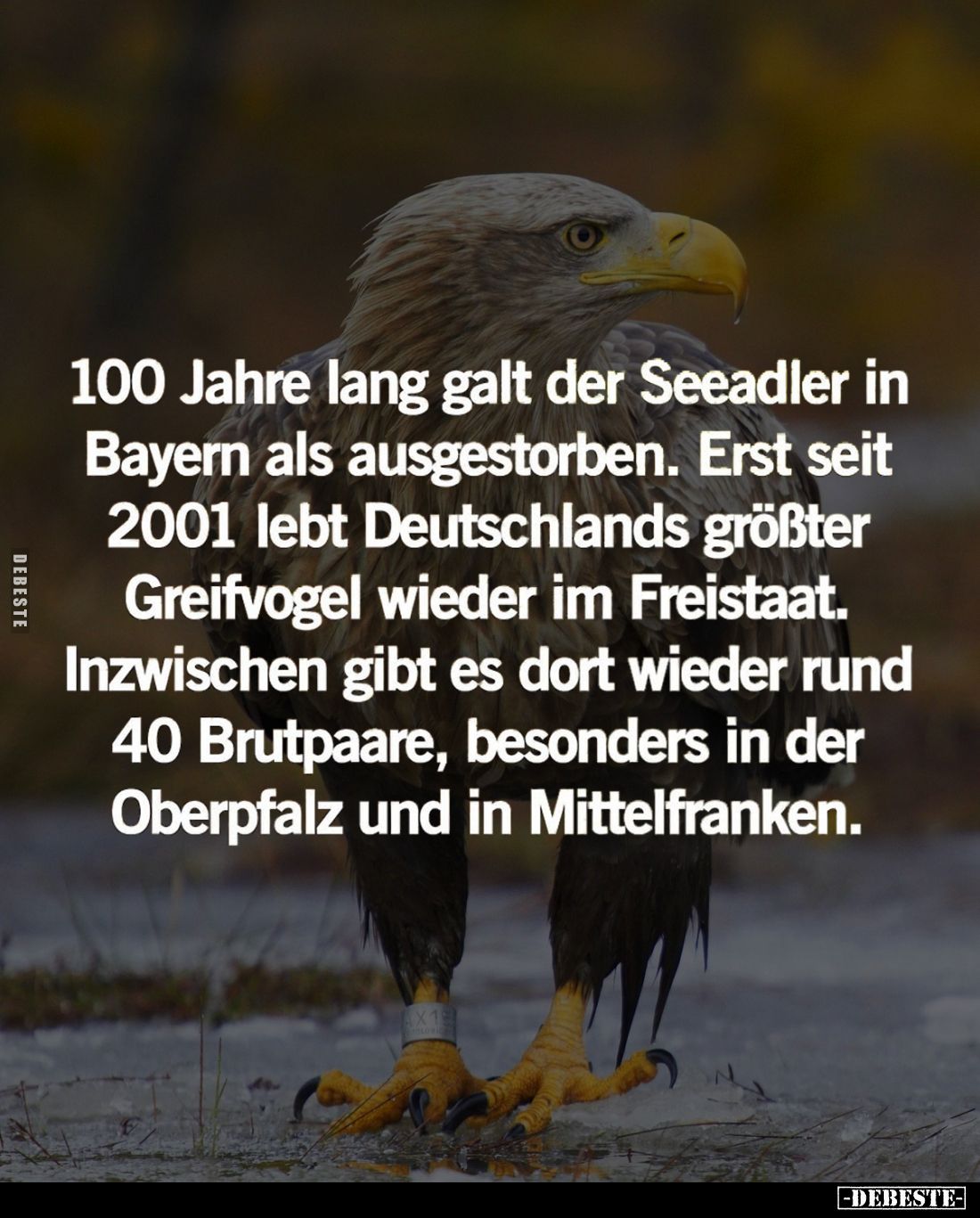 100 Jahre lang galt der Seeadler in Bayern als ausgestorben.
Erst seit 2001 lebt Deutschlands größter Greifvogel wieder im F...