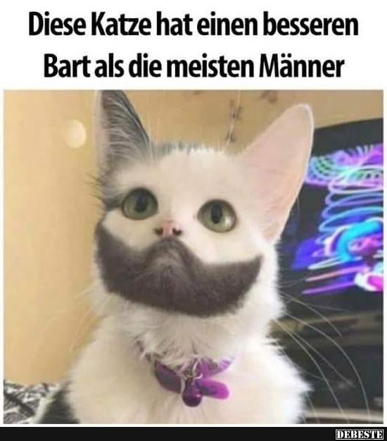 Diese Katze hat einen besseren Bart als die meisten Männer..