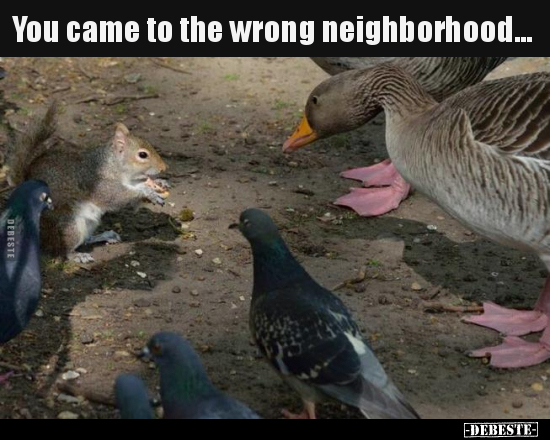 You came to the wrong neighborhood...