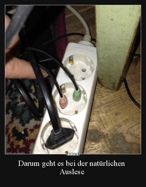 Darum geht es bei der natürlichen Auslese