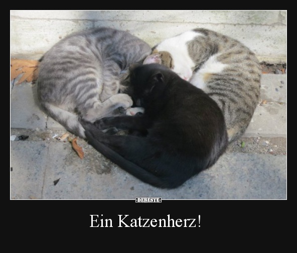 Ein Katzenherz!