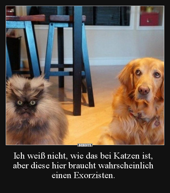 Ich weiß nicht, wie das bei Katzen ist, aber diese hier..