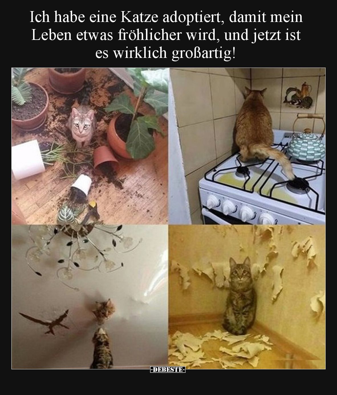 Ich habe eine Katze adoptiert, damit mein Leben etwas.. - Lustige Bilder | DEBESTE.de