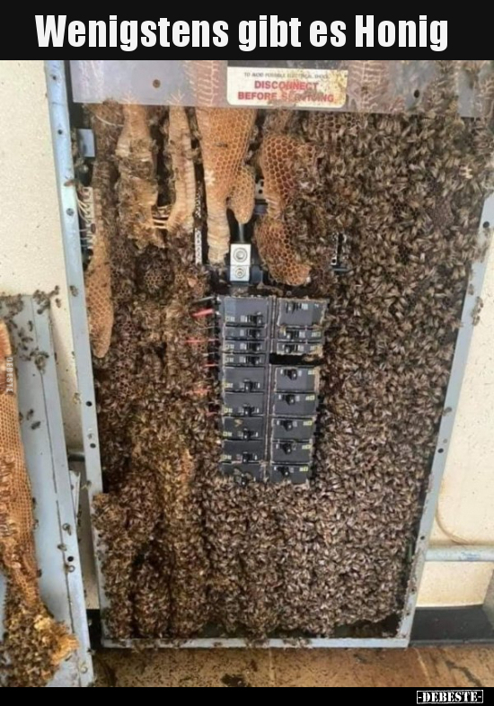 Wenigstens gibt es Honig..