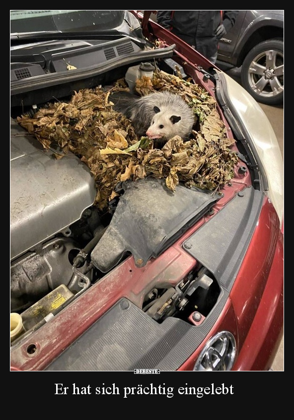 Er hat sich prächtig eingelebt