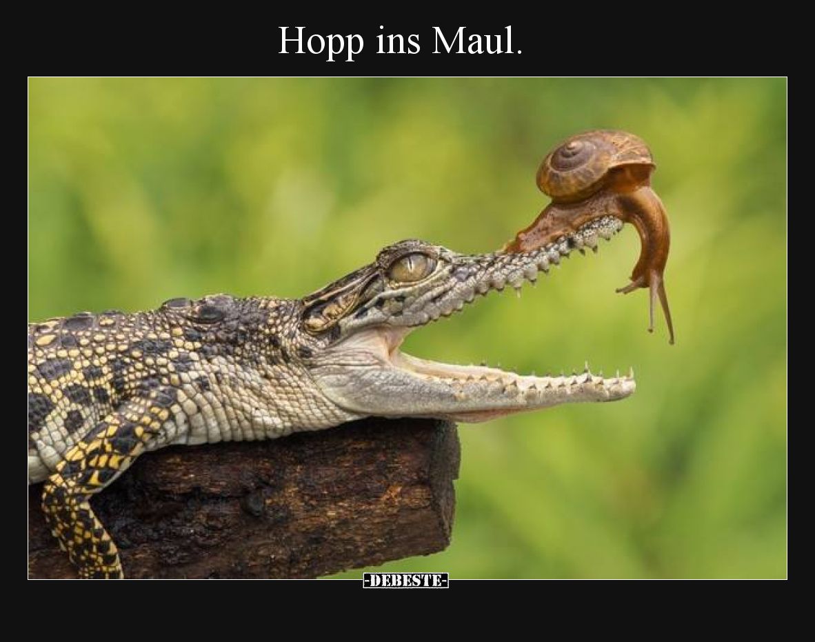 Hopp ins Maul