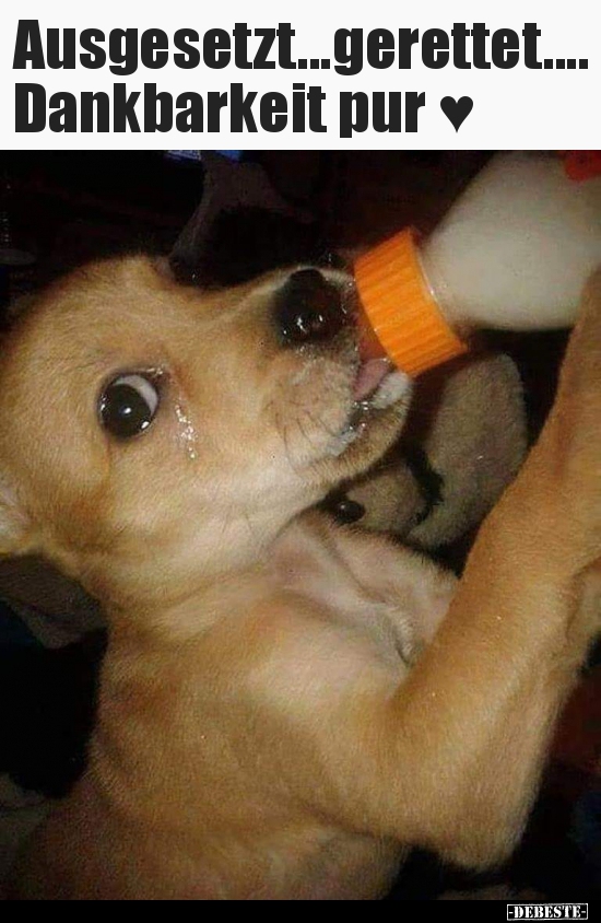 Ausgesetzt...gerettet.... Dankbarkeit pur ♥