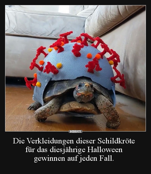 Die Verkleidungen dieser Schildkröte für das diesjährige.. - Lustige Bilder | DEBESTE.de