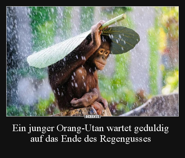 Ein junger Orang-Utan wartet geduldig auf das Ende des.. - Lustige Bilder | DEBESTE.de