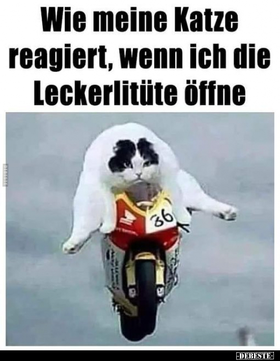 Wie meine Katze reagiert, wenn ich die Leckerlitüte.. - Lustige Bilder | DEBESTE.de