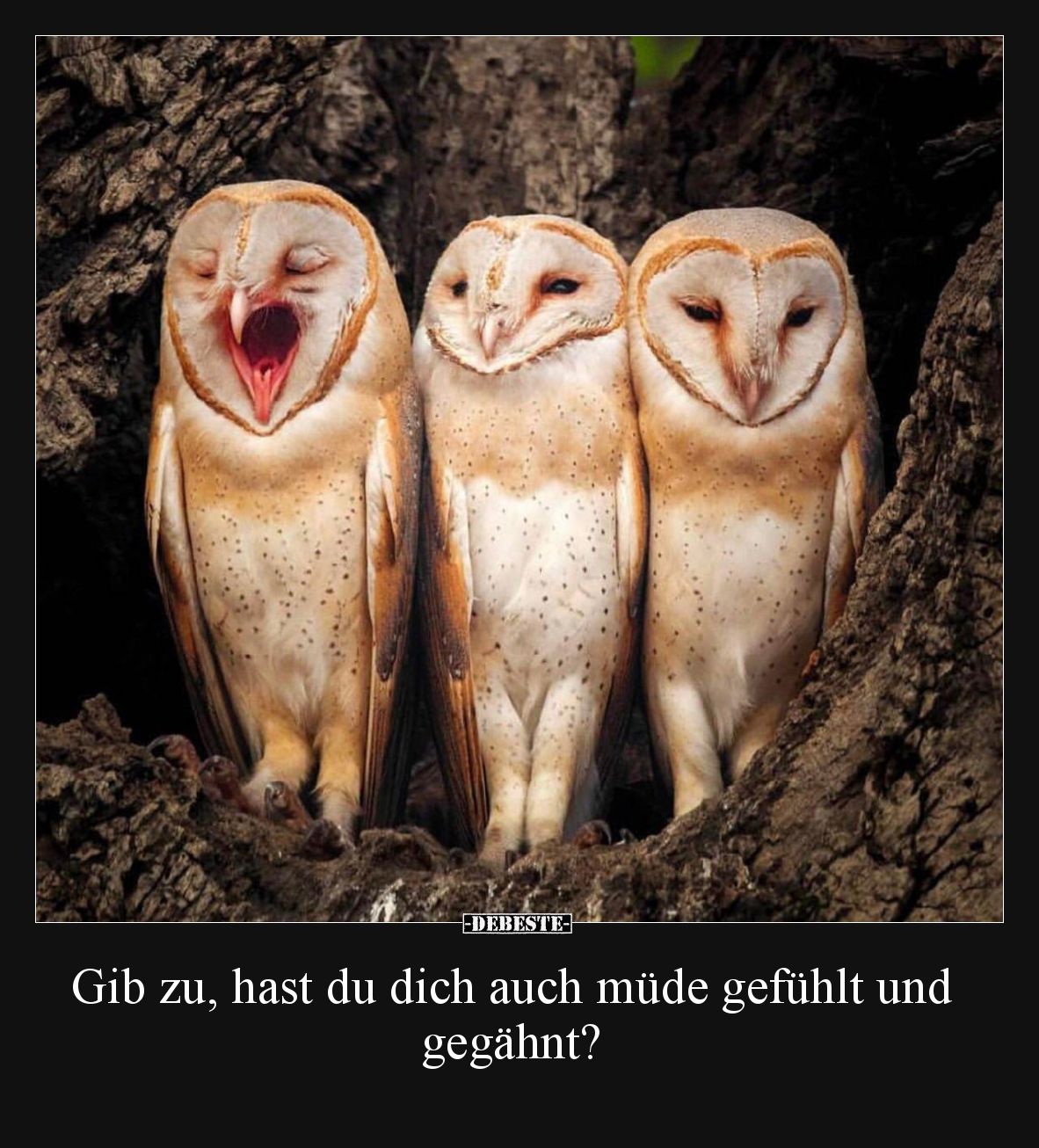 Gib zu, hast du dich auch müde gefühlt und gegähnt?