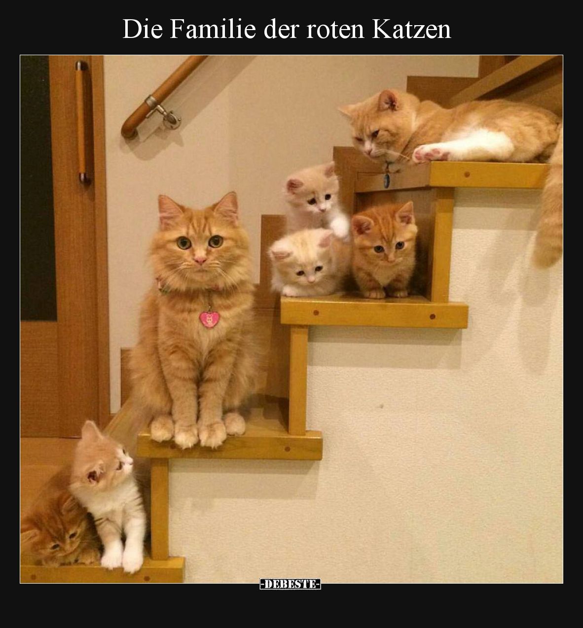 Die Familie der roten Katzen
