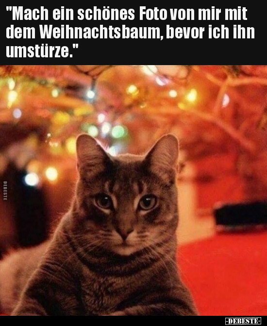 "Mach ein schönes Foto von mir mit dem Weihnachtsbaum.." - Lustige Bilder | DEBESTE.de