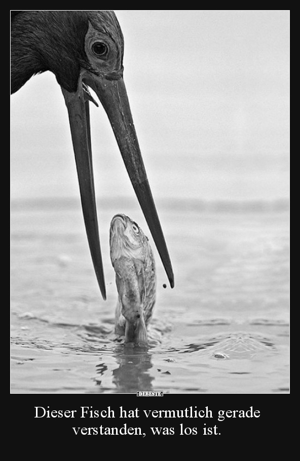 Dieser Fisch hat vermutlich gerade verstanden, was los..