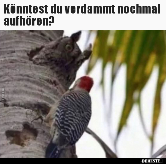 Könntest du verdammt nochmal aufhören?..