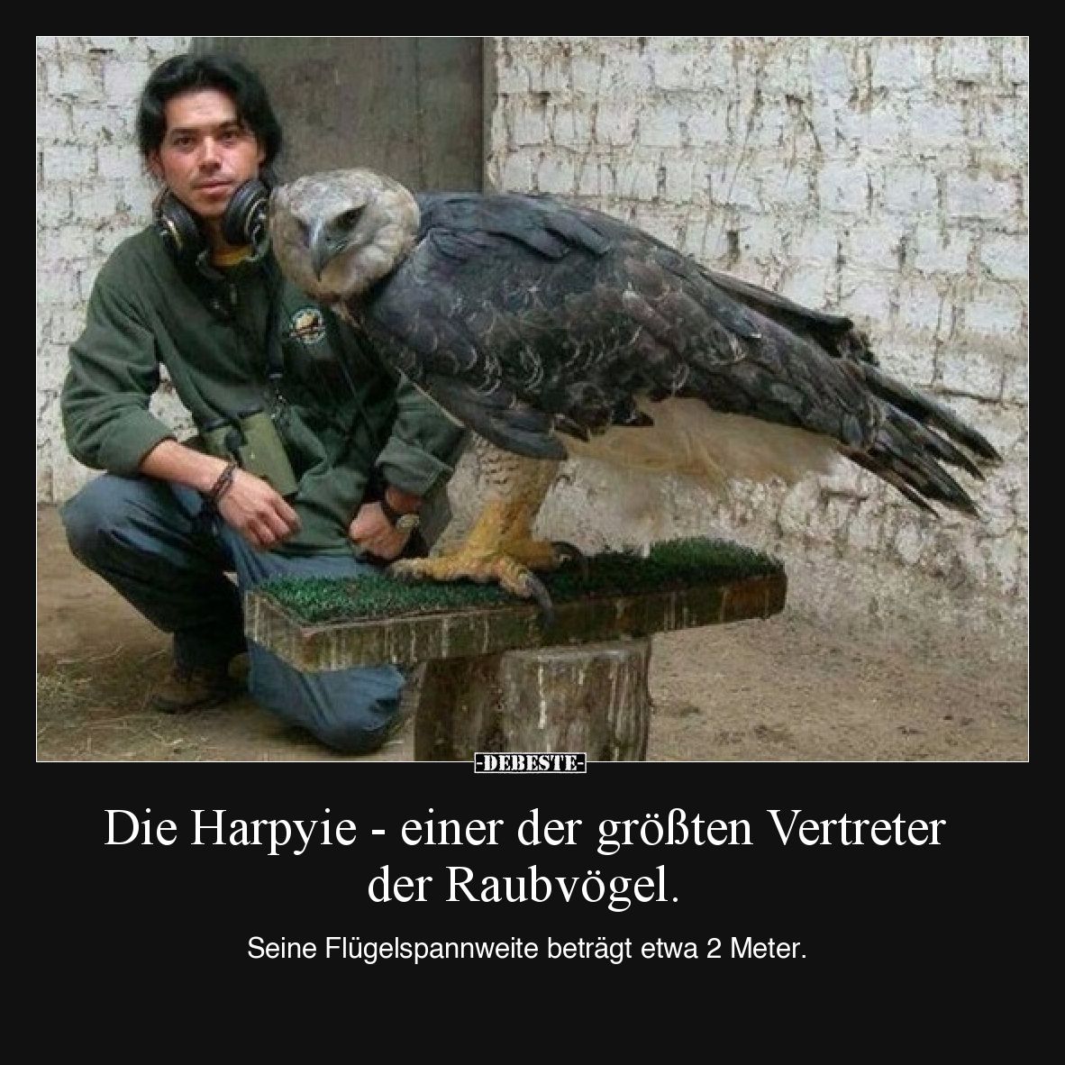 Die Harpyie - einer der größten Vertreter der Raubvögel.

Seine Flügelspannweite beträgt etwa 2 Meter.