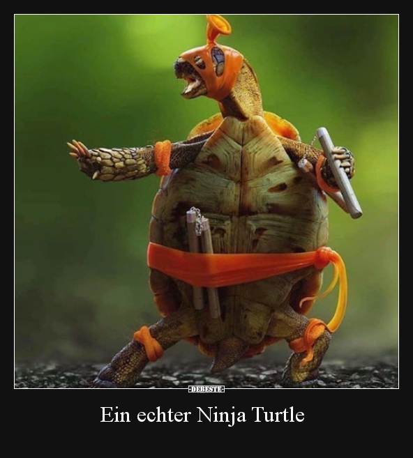 Ein echter Ninja Turtle.. - Lustige Bilder | DEBESTE.de