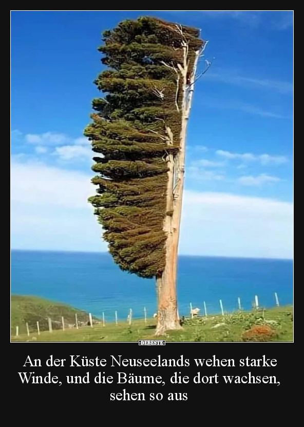 An der Küste Neuseelands wehen starke Winde, und die.. - Lustige Bilder | DEBESTE.de