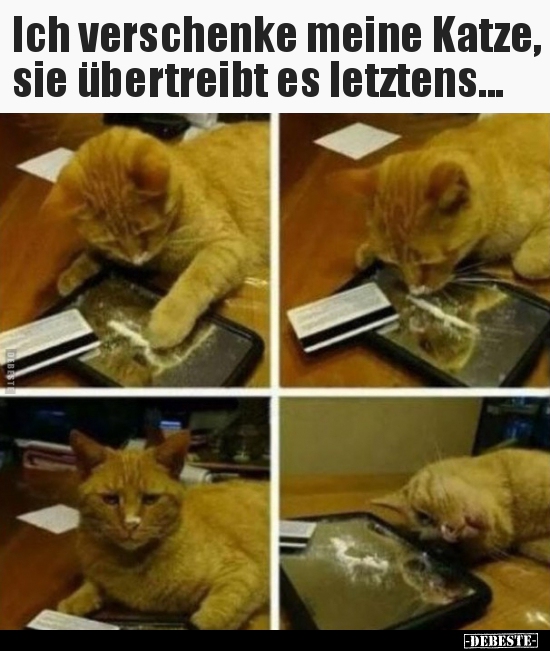 Ich verschenke meine Katze, sie übertreibt es.. - Lustige Bilder | DEBESTE.de