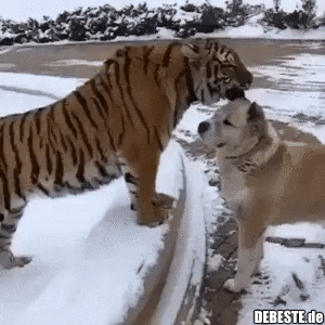  - Lustige Bilder | DEBESTE.de