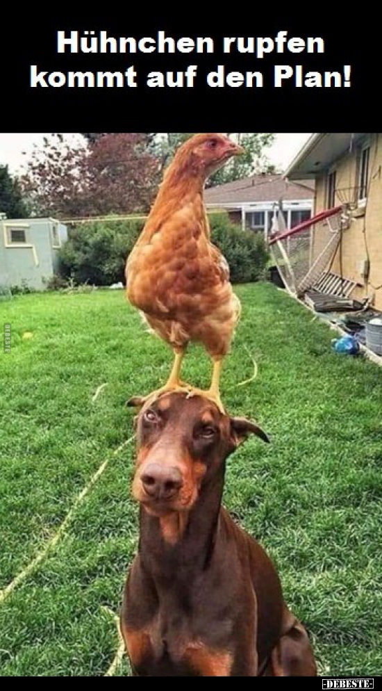 Hühnchen rupfen kommt auf den Plan!