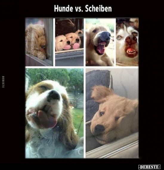 Hunde vs. Scheiben.. - Lustige Bilder | DEBESTE.de