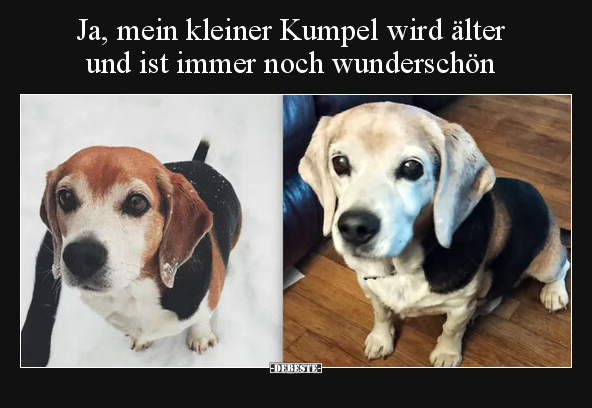 Ja, mein kleiner Kumpel wird älter und ist immer noch.. - Lustige Bilder | DEBESTE.de