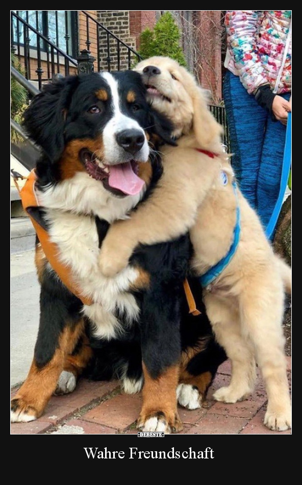 Wahre Freundschaft..