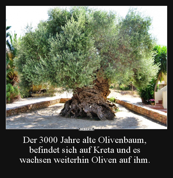 Der 3000 Jahre alte Olivenbaum, befindet sich auf Kreta.. - Lustige Bilder | DEBESTE.de