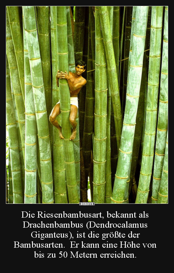 Die Riesenbambusart, bekannt als Drachenbambus.. - Lustige Bilder | DEBESTE.de