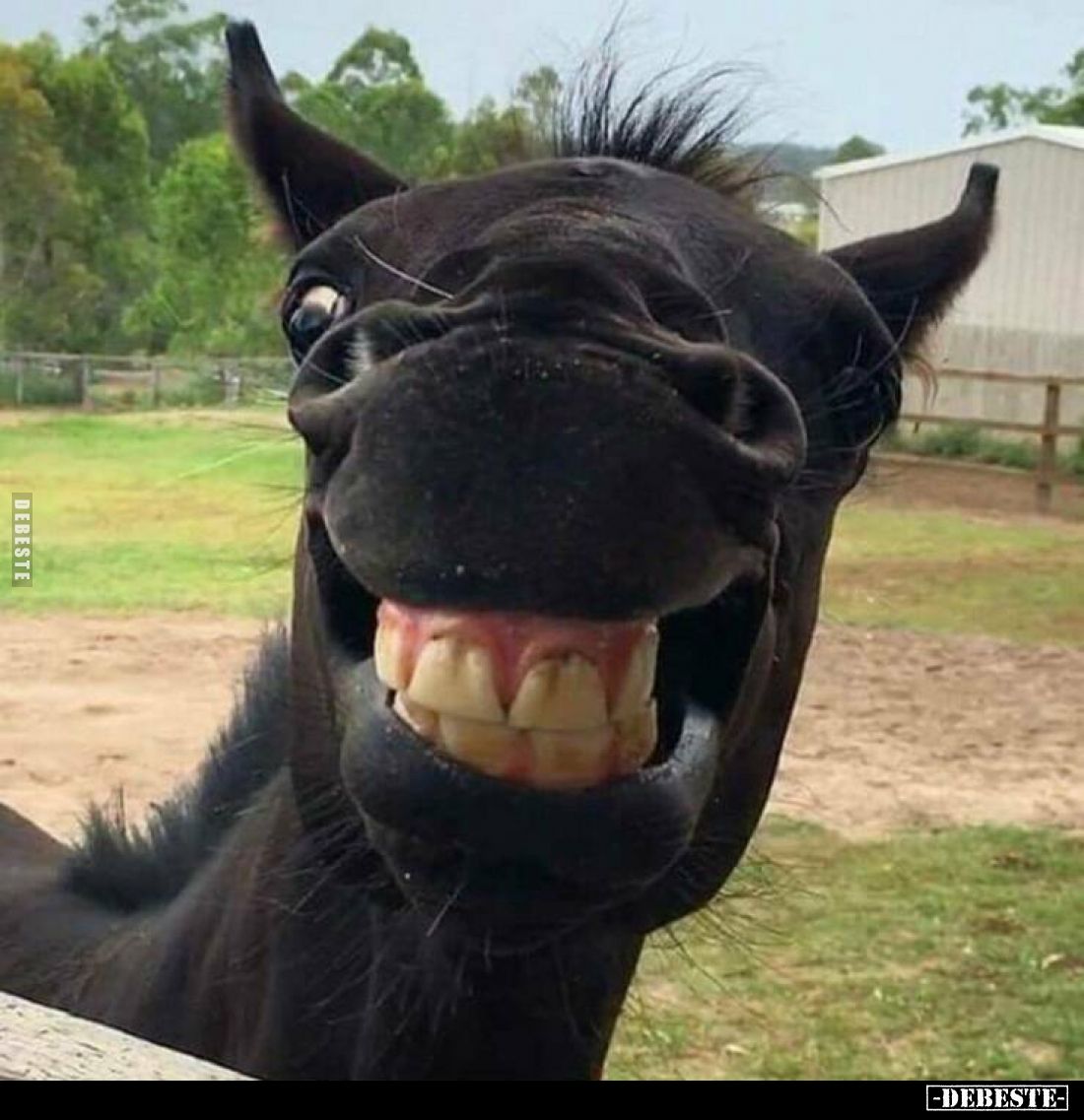  - Lustige Bilder | DEBESTE.de