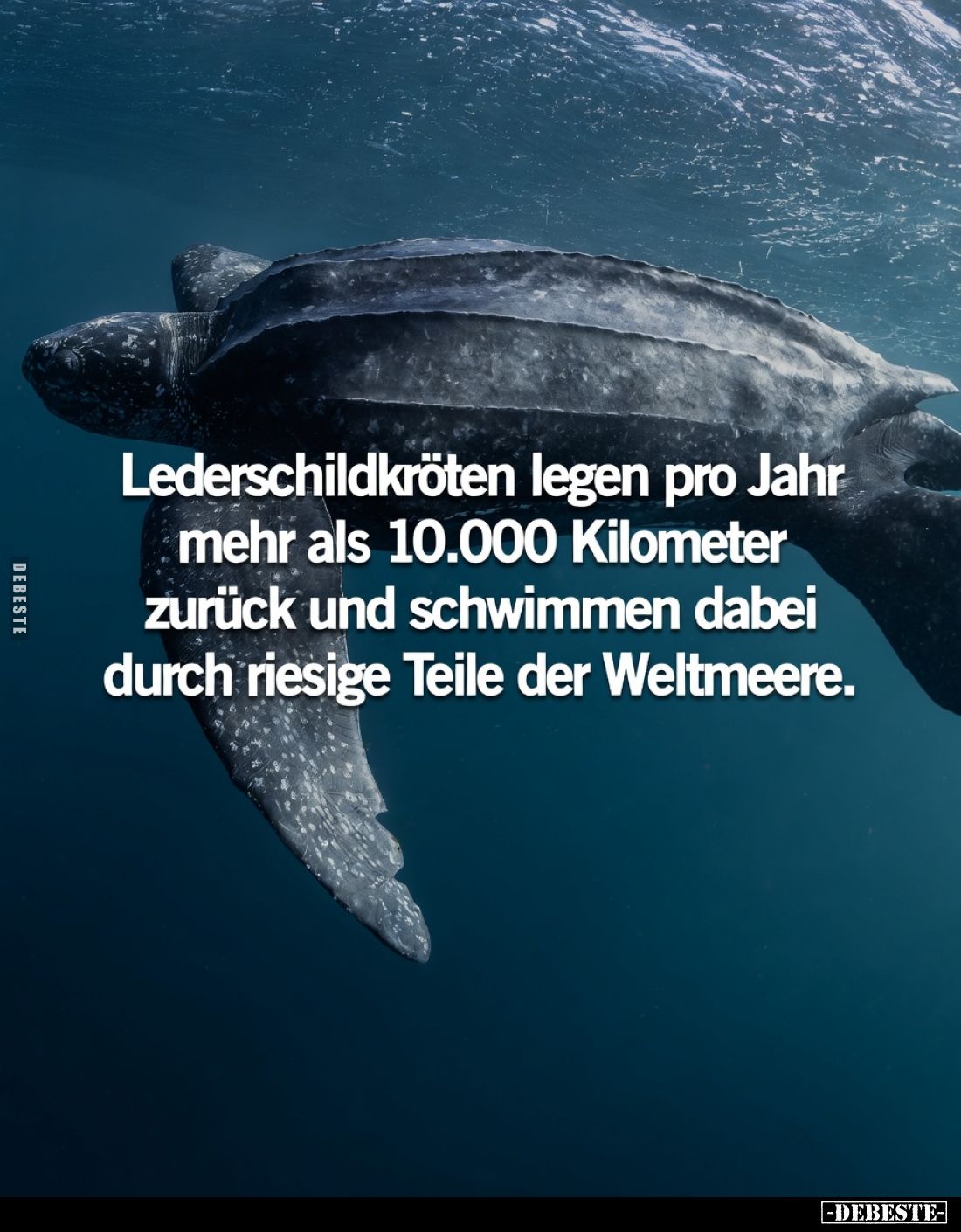 Lederschildkröten legen pro Jahr mehr als 10.000 Kilometer zurück und schwimmen dabei durch riesige Teile der Weltmeere.