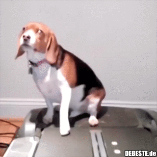 fitnessstudio lustig, hunde