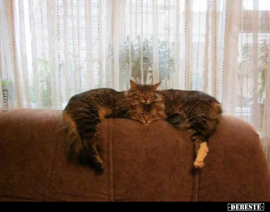  - Lustige Bilder | DEBESTE.de