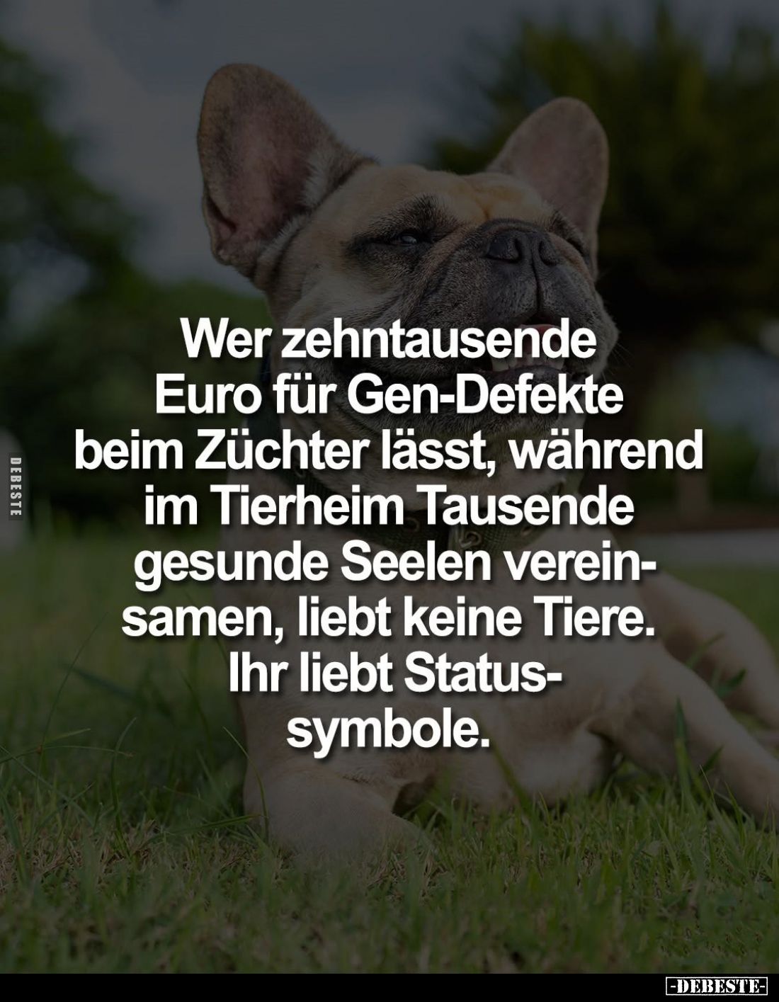 Wer zehntausende Euro für Gen-Defekte beim Züchter lässt, während im Tierheim Tausende gesunde Seelen vereinsamen, liebt kein...