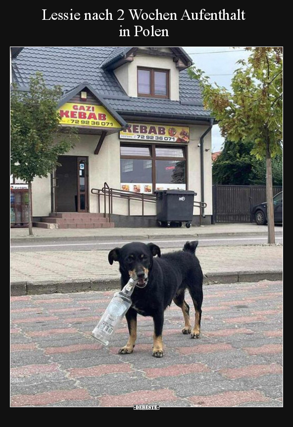 Lessie nach 2 Wochen Aufenthalt in Polen.. - Lustige Bilder | DEBESTE.de