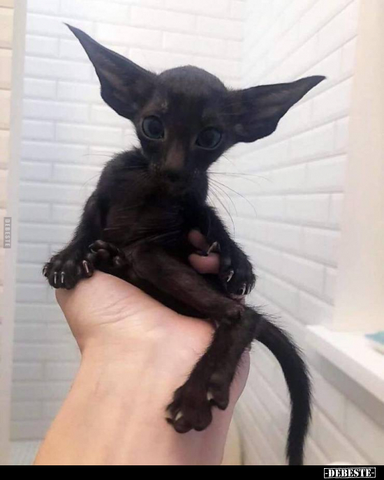  - Lustige Bilder | DEBESTE.de