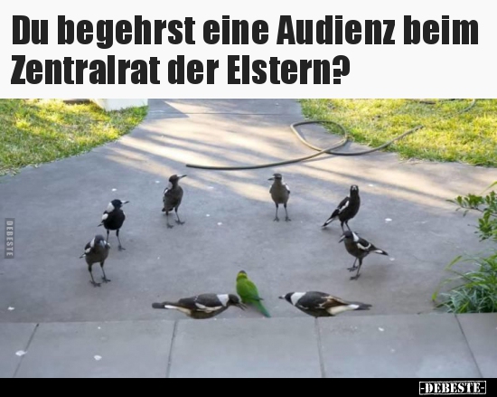 Du begehrst eine Audienz beim Zentralrat der Elstern?.. - Lustige Bilder | DEBESTE.de