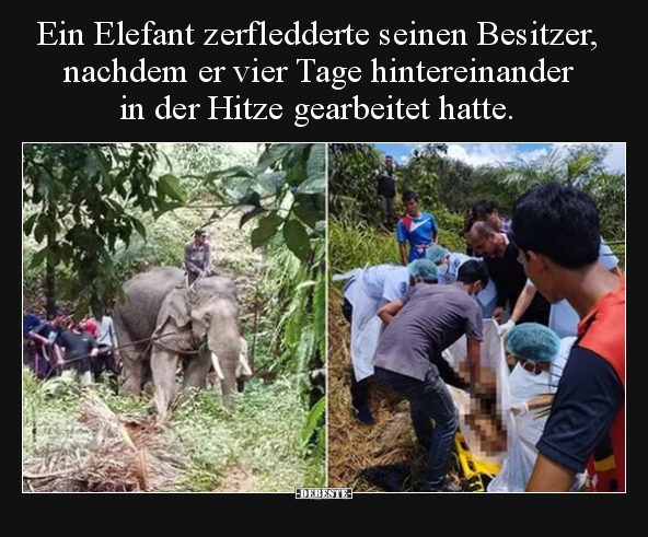 Ein Elefant zerfledderte seinen Besitzer, nachdem er vier.. - Lustige Bilder | DEBESTE.de