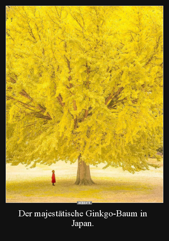Der majestätische Ginkgo-Baum in Japan...